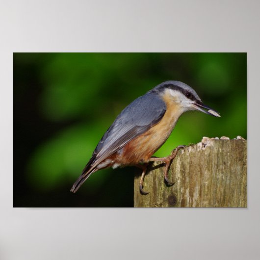 Nuthatch Poster (Voorkant)