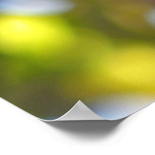 Nuthatch Poster (Hoek)