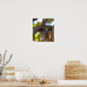 Nuthatch Poster (Keuken)