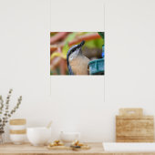 Nuthatch Poster (Keuken)
