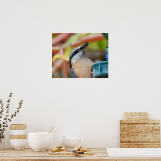Nuthatch Poster (Keuken)