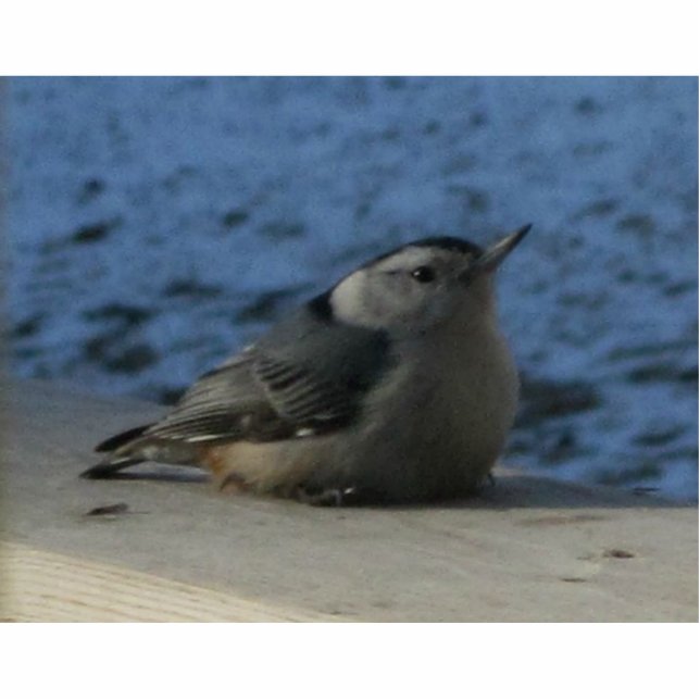 Nuthatch Staand Fotobeeldje (Voorkant)