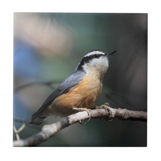 Nuthatch Tegeltje (Voorkant)