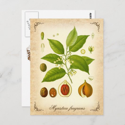 Nutmeg -  afbeelding briefkaart (Voorkant / Achterkant)