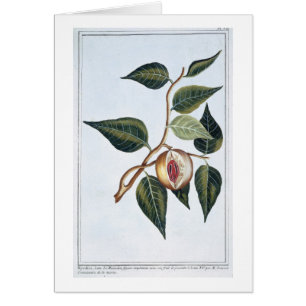 Nutmeg, bord 7, uit 'Collectie Precieuse et Enl