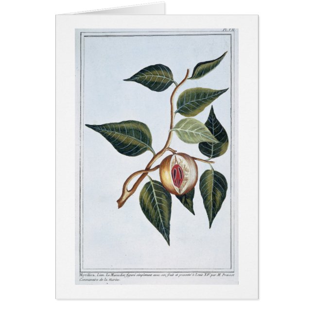 Nutmeg, bord 7, uit 'Collectie Precieuse et Enl (Voorkant)