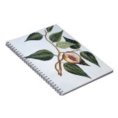 Nutmeg, bord 7, uit 'Collectie Precieuse et Enl Notitieboek (Rechterzijde)