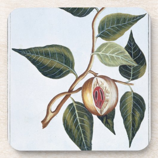 Nutmeg, bord 7, uit 'Collectie Precieuse et Enl Onderzetter (Voorkant)