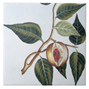 Nutmeg, bord 7, uit 'Collectie Precieuse et Enl Tegeltje