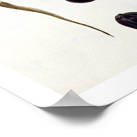 Nutmeg, bord 8, uit 'Collectie Precieuse et Enl Poster (Hoek)