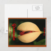Nutmeg Briefkaart (Voorkant / Achterkant)