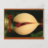 Nutmeg Briefkaart (Voorkant)