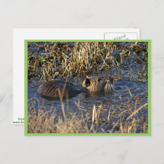 Nutria in water briefkaart (Voorkant / Achterkant)