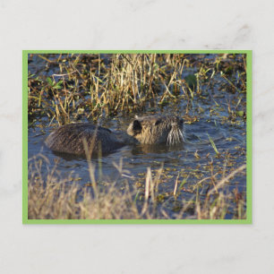 Nutria in water briefkaart
