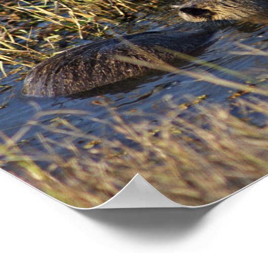 Nutria in water poster (Hoek)