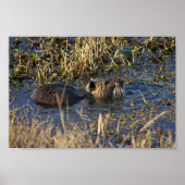 Nutria in water poster (Voorkant)