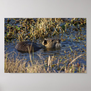 Nutria in water poster