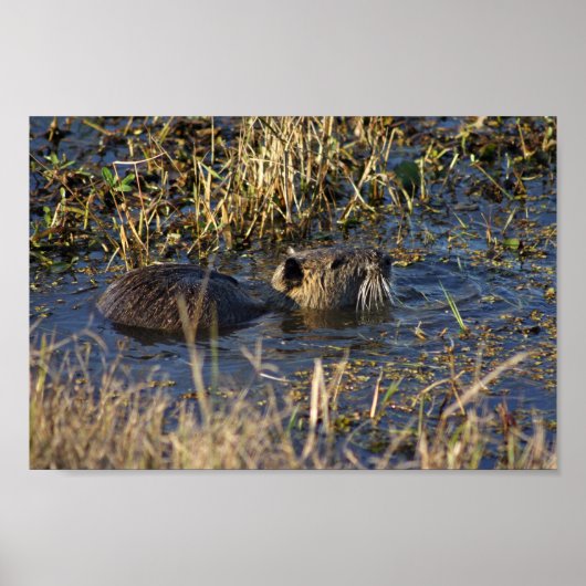 Nutria in water poster (Voorkant)