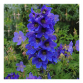 Nuttall's Larkspur Flowers Foto Afdruk (Voorkant)