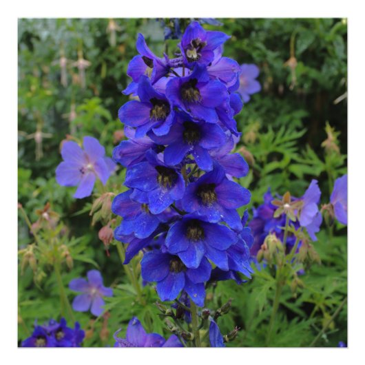Nuttall's Larkspur Flowers Foto Afdruk (Voorkant)