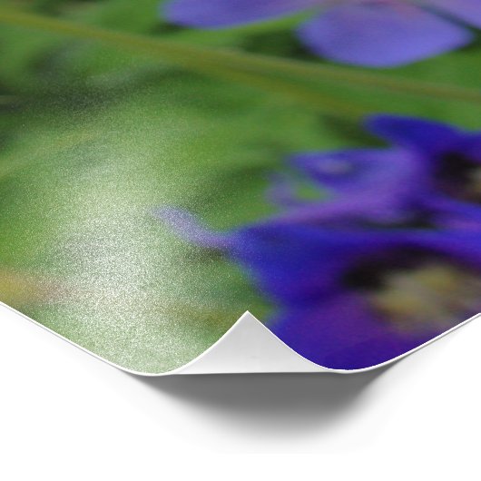 Nuttall's Larkspur Flowers Foto Afdruk (Hoek)