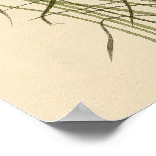 Nuttall's mindere marsh Wren Poster (Hoek)