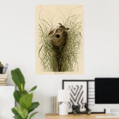 Nuttall's mindere marsh Wren Poster (Thuiskantoor)