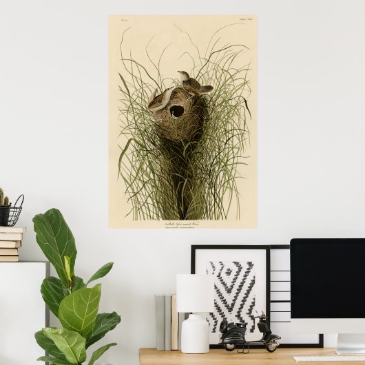 Nuttall's mindere marsh Wren Poster (Thuiskantoor)