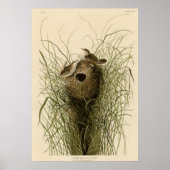 Nuttall's mindere marsh Wren Poster (Voorkant)