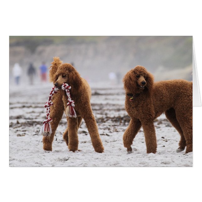 Nuttige dag 2010 #10 (Voorkant Horizontaal)