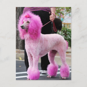 Nuttige dag 2010 #11 briefkaart