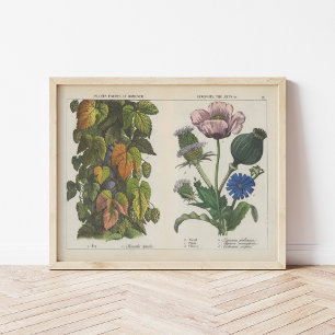 Nuttige Planten   Charlotte Mary Yonge Poster