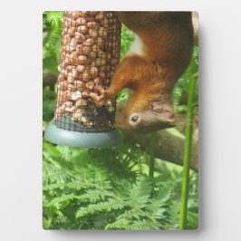 Nutty ondersteboven eekhoorn decoratieve print. fotoplaat