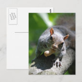 Nutty Squirrel Briefkaart (Voorkant / Achterkant)