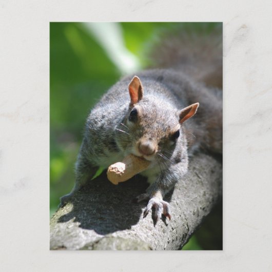 Nutty Squirrel Briefkaart (Voorkant)