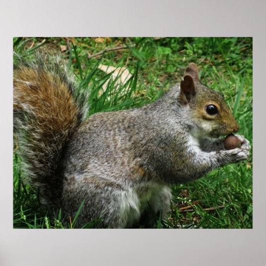 Nutty squirrel Closeup Poster (Voorkant)