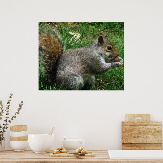 Nutty squirrel Closeup Poster (Keuken)
