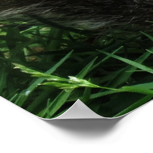 Nutty squirrel Closeup Poster (Hoek)