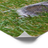 Nutty Squirrel Poster (Hoek)