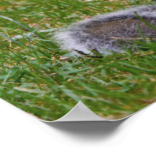 Nutty Squirrel Poster (Hoek)