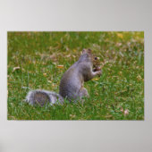 Nutty Squirrel Poster (Voorkant)