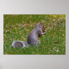 Nutty Squirrel Poster