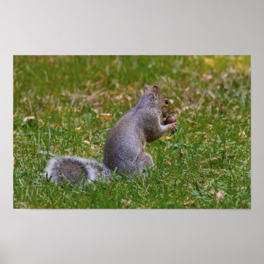 Nutty Squirrel Poster (Voorkant)