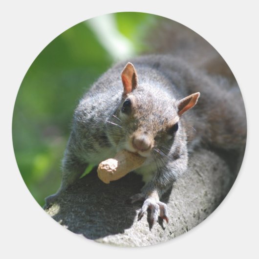 Nutty Squirrel Stickers (Voorkant)