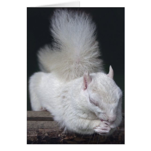 Nutty's Prayer Card (Voorkant)