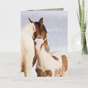 Nuzzle Wild Horse Wenskaart Kaart