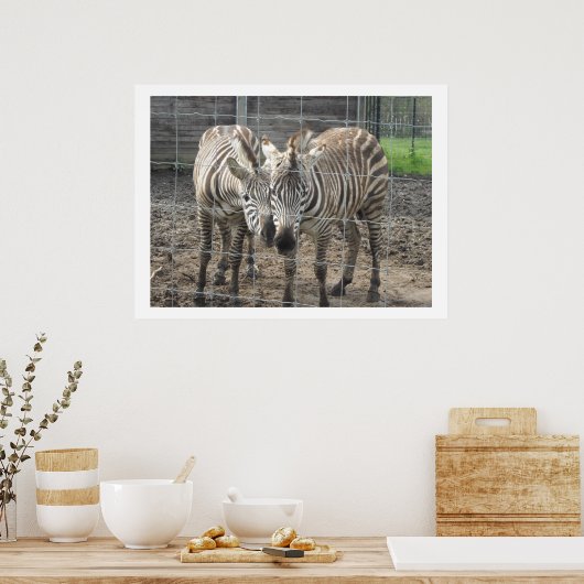 Nuzzling Zebras Poster (Keuken)