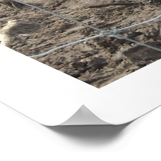 Nuzzling Zebras Poster (Hoek)