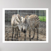 Nuzzling Zebras Poster (Voorkant)