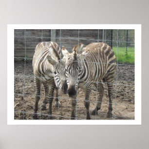 Nuzzling Zebras Poster